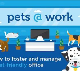how to create a successful pet friendly office