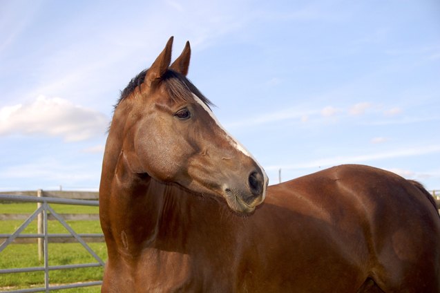 irish sport horse