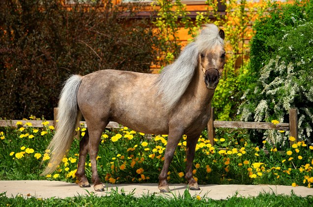 Falabella Miniature Horse Information And Pictures PetGuide PetGuide falabella-miniature-horse-information-and-pictures-petguide-petguide