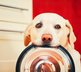What You Need to Know About Proper Canine Nutrition