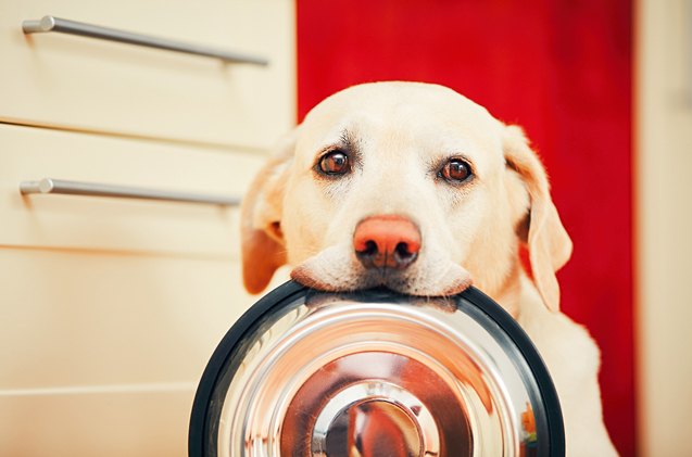 what you need to know about proper canine nutrition