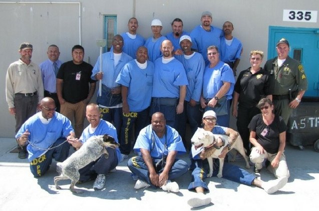 wildfire relocates dogs to prison inmates now rescuers