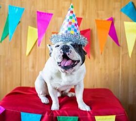 Celebrate DOGust Universal Birthday All Month Long!