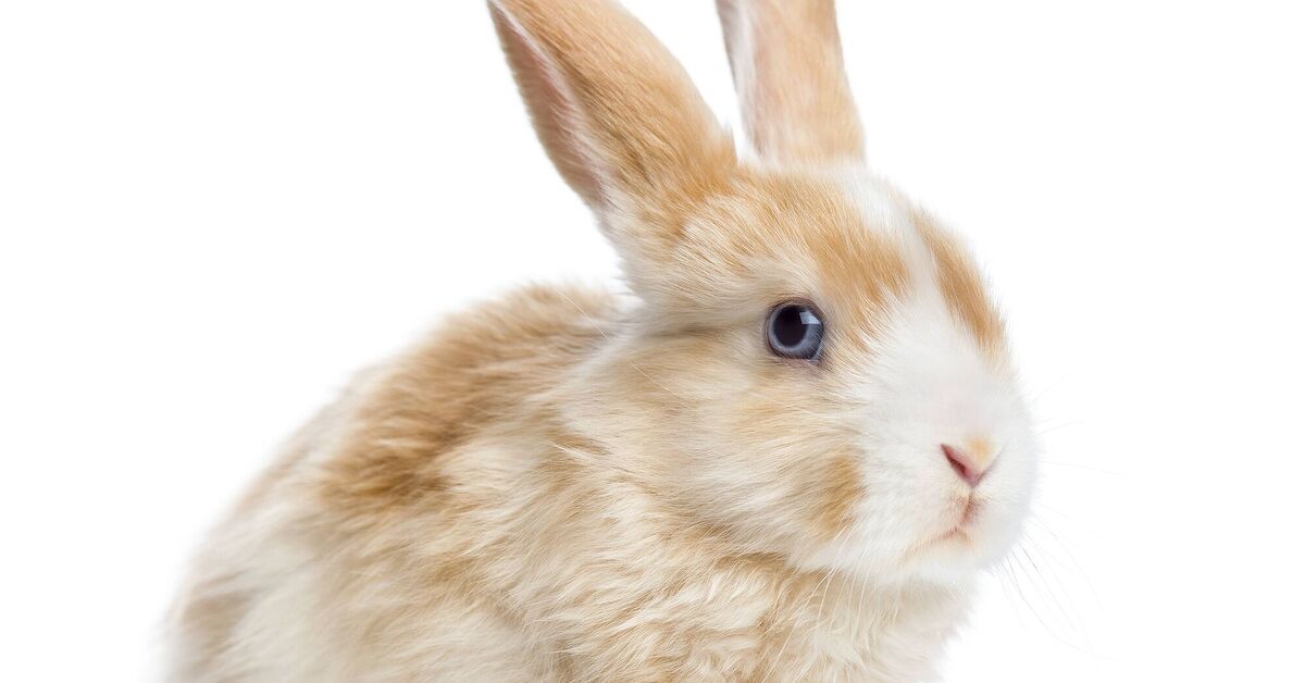 Mini Satin Rabbit Breed Information and Pictures - PetGuide.com | PetGuide