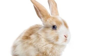 Satin Rabbit Breed Information and Pictures - PetGuide.com | PetGuide