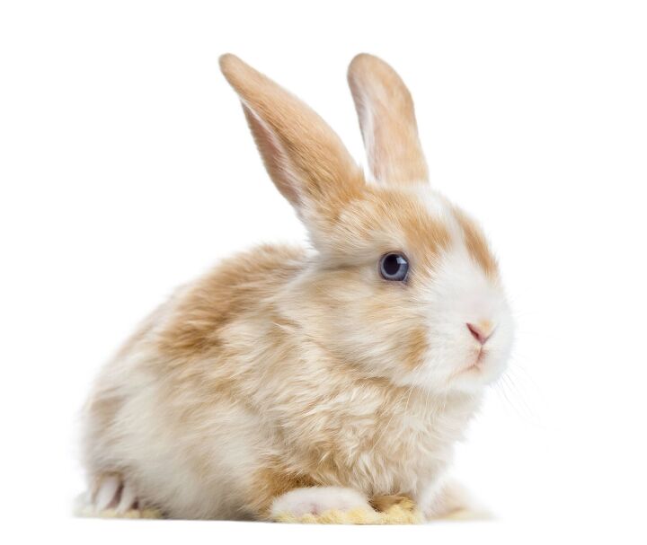 Mini Satin Mini Satin Rabbit Breed Information and Pictures - PetGuide.com | PetGuide