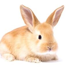 mini satin rabbit