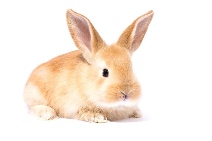 Mini Satin Mini Satin Rabbit Breed Information and Pictures - PetGuide.com | PetGuide