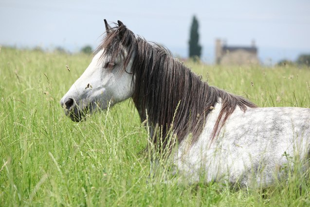 Fell Pony Breed Information And Pictures PetGuide PetGuide fell-pony-breed-information-and-pictures-petguide-petguide