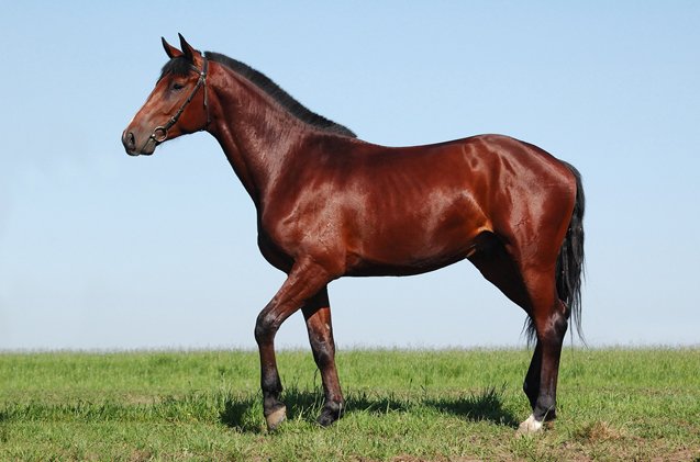 oldenburg horse