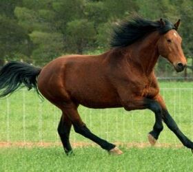 cleveland bay horse