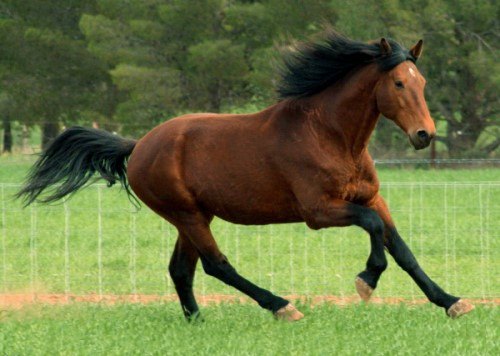 cleveland bay horse