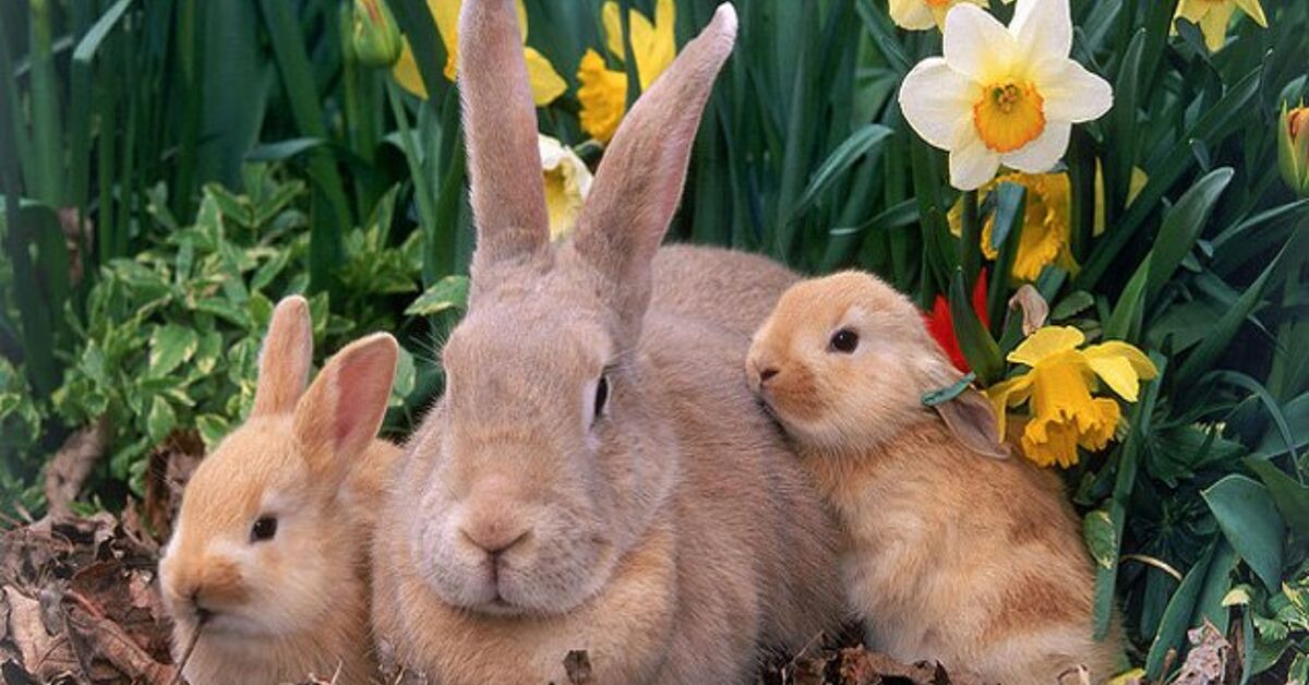 Colorado Palillon Rabbit Palomino Rabbit Breed Information and Pictures - PetGuide.com | PetGuide