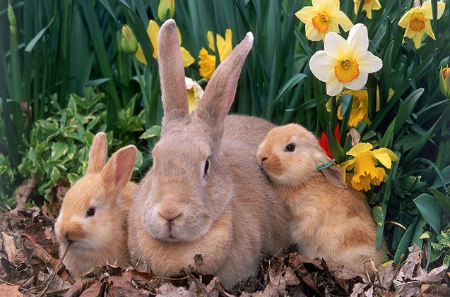 Palomino Rabbit Breed Information and Pictures - PetGuide.com | PetGuide