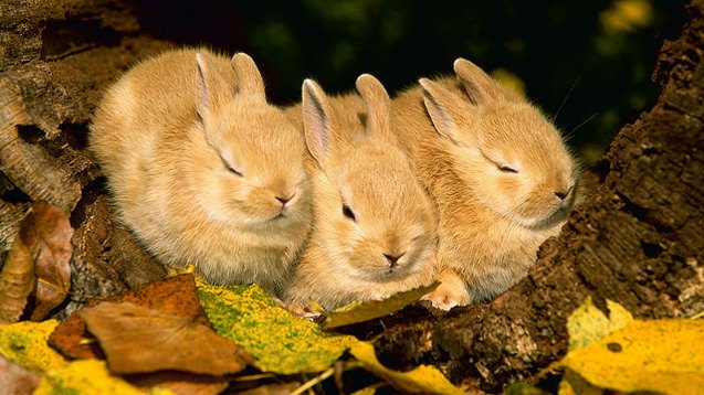 Palam Rabbit Palomino Rabbit Breed Information and Pictures - PetGuide.com | PetGuide