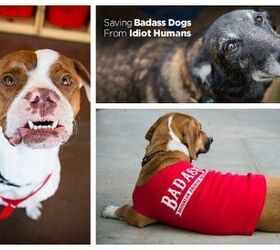 Shelter Spotlight: Badass Brooklyn Animal Rescue
