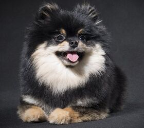 German Spitz Klein Dog Breed Information and Pictures - PetGuide
