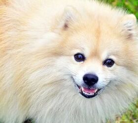 German Spitz Klein Dog Information and Pictures - | PetGuide