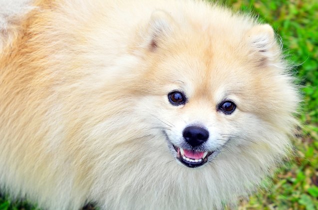 German Spitz Klein Dog Breed Information and Pictures - PetGuide | PetGuide