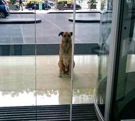 love takes flight as homeless dog patiently waits for air attendant