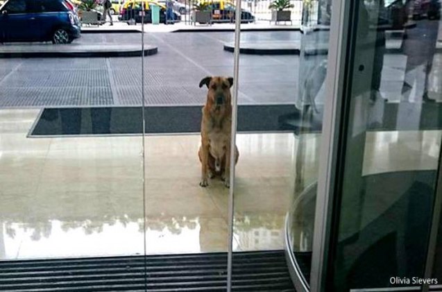 love takes flight as homeless dog patiently waits for air attendant