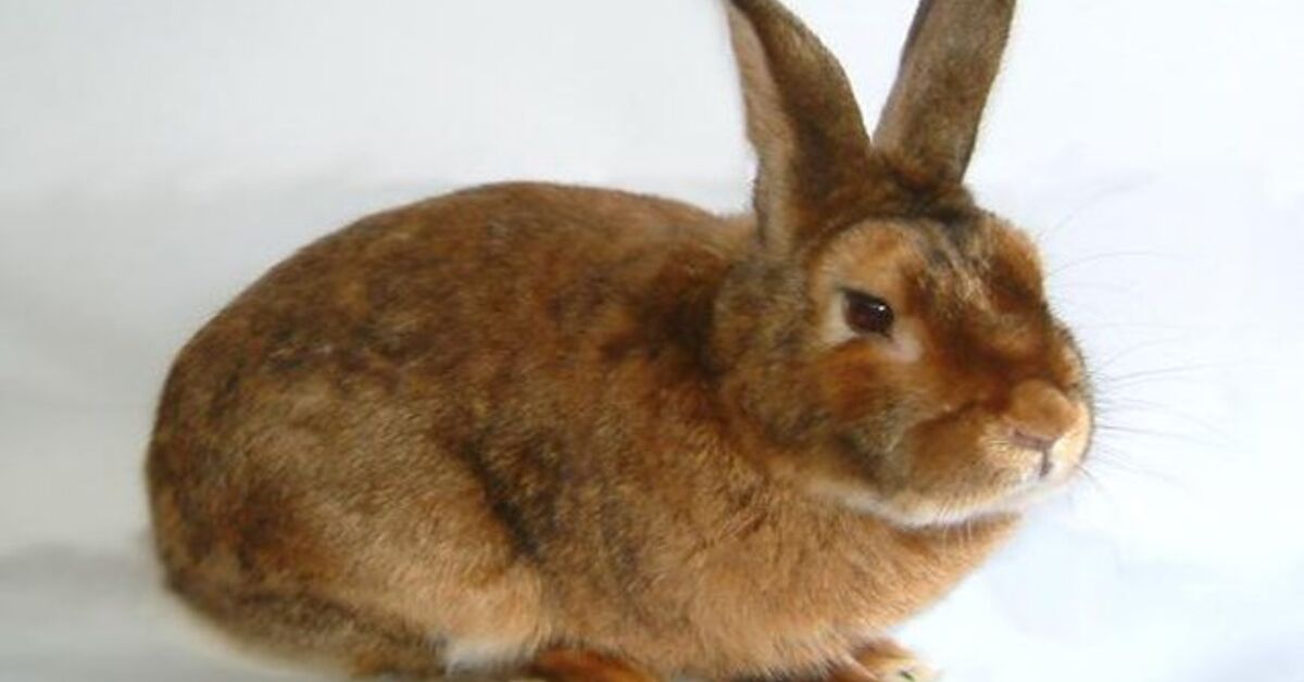 Satin Rabbit Breed Information and Pictures - PetGuide.com | PetGuide