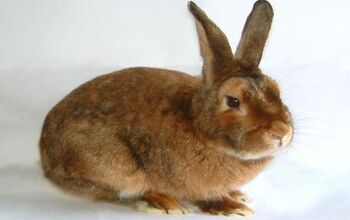 Havana Rabbit Breed Information and Pictures - PetGuide.com | PetGuide