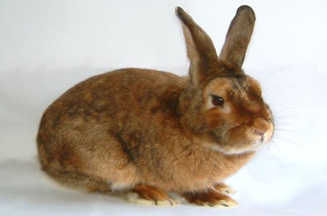 Satin Rabbit Breed Information and Pictures - PetGuide.com | PetGuide