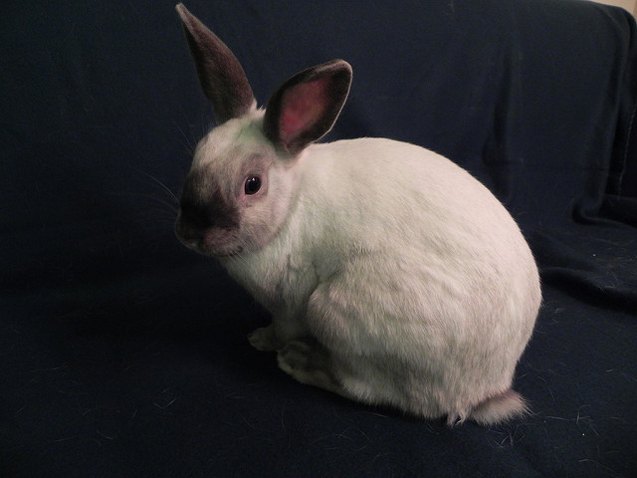 Satin Rabbit Breed Information and Pictures - PetGuide.com | PetGuide