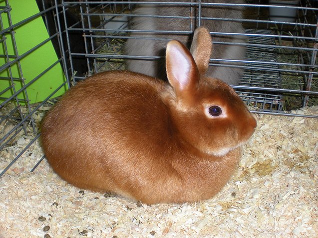 Satin Rabbit Breed Information and Pictures - PetGuide.com | PetGuide