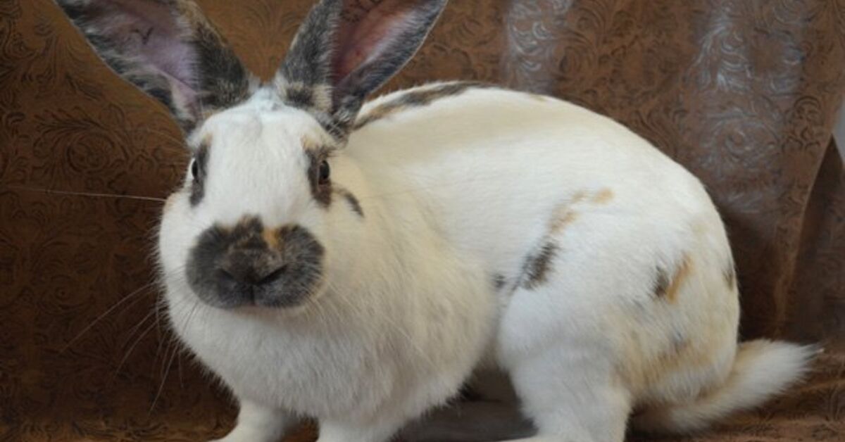 Rhinelander Rabbit Breed Information and Pictures - PetGuide.com | PetGuide