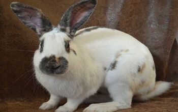 Rabbit Breeds | PetGuide
