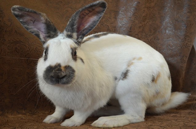 Rhinelander Rabbit Body Shape Rhinelander Rabbit Breed Information and Pictures - PetGuide.com | PetGuide
