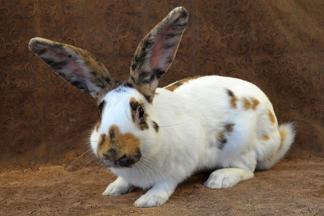 Rhinelander Rabbit Breed Information and Pictures - PetGuide.com | PetGuide