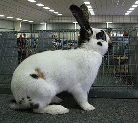 rhinelander rabbit
