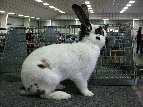 Rhinelander Rabbit Breed Information and Pictures - PetGuide.com | PetGuide
