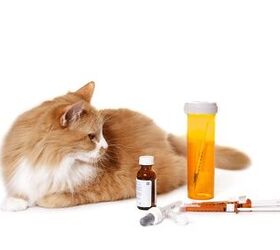 Helpful Tips for Giving Your Cat a Pill