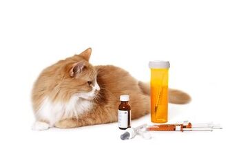 Helpful Tips for Giving Your Cat a Pill