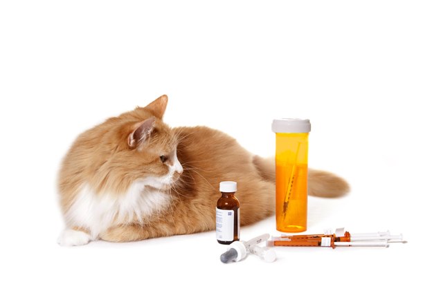 helpful tips for giving your cat a pill
