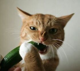 10 Cats Spooked by Scary Cucumbers