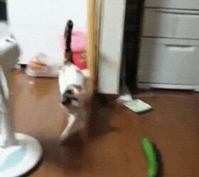 10 Cats Spooked By Scary Cucumbers | Petguide