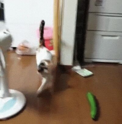 10 cats spooked by scary cucumbers