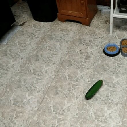 10 cats spooked by scary cucumbers