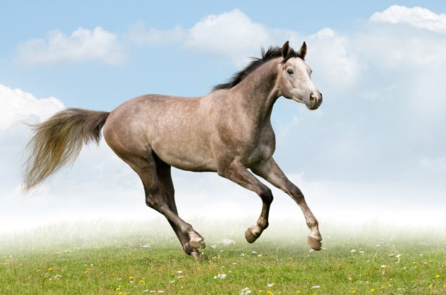 trakehner horse