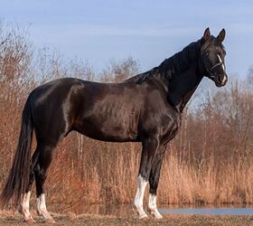 trakehner horse