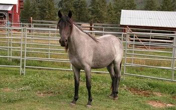 Kentucky Mountain Saddle Horse