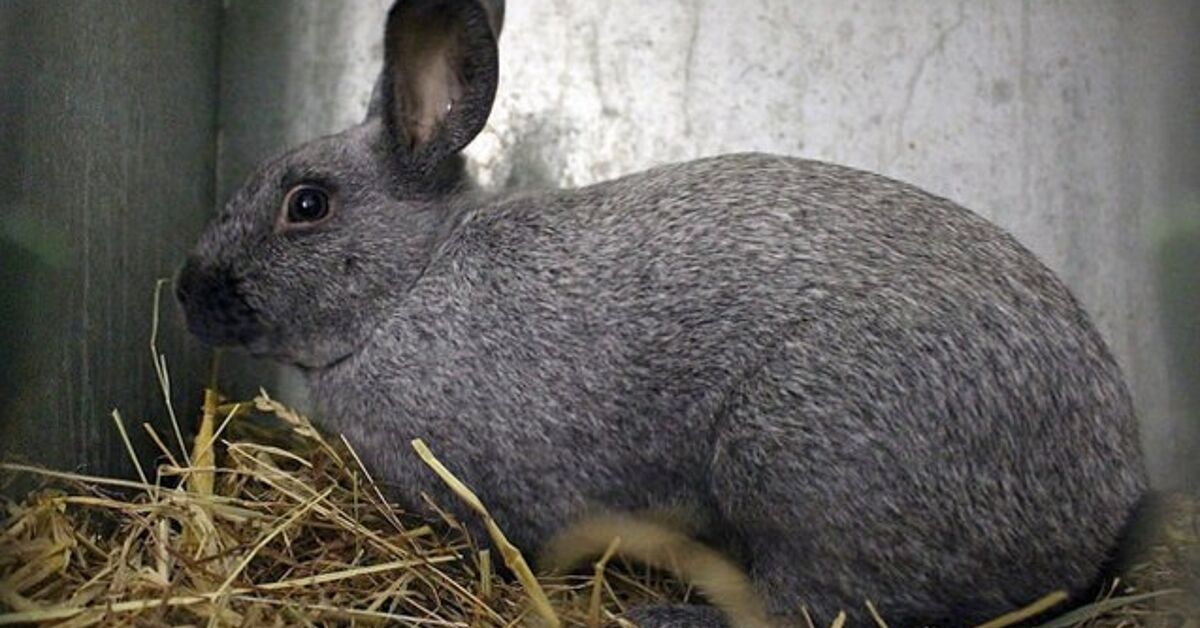 Silver Rabbit Breed Information and Pictures - PetGuide.com | PetGuide