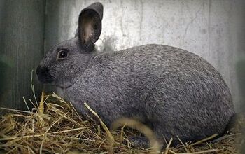 Silver Marten Rabbit Breed Information and Pictures - PetGuide.com ...