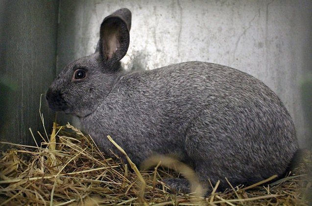 Silver Rabbit Breed Information and Pictures - PetGuide.com | PetGuide
