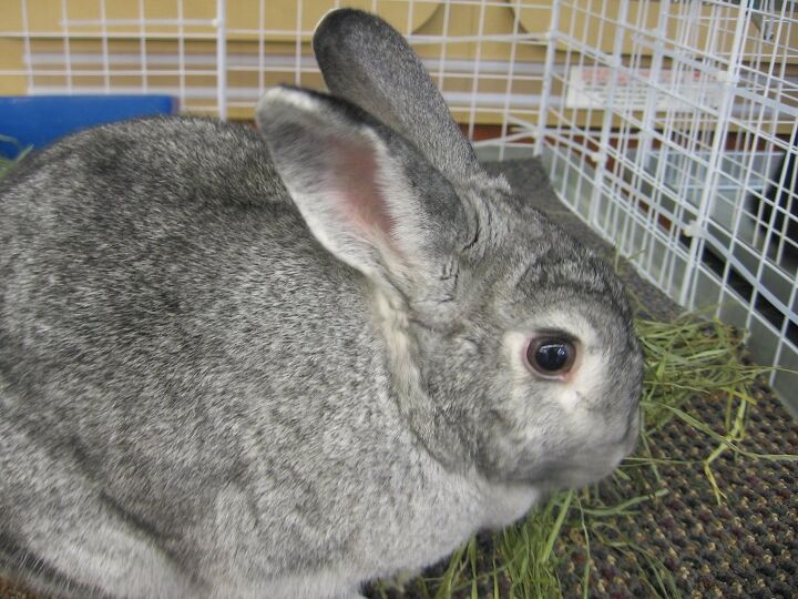 silver rabbit